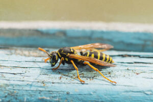 wasp